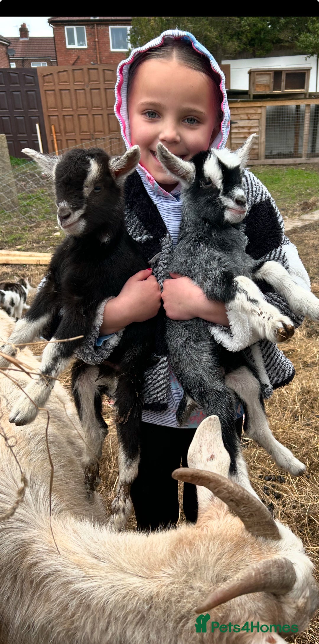 Goats livestock for sale: Pygmy X - Image 15