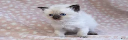 Ragdoll cats for sale: GCCF Ragdoll kittens registered pet Active  - Advert 12