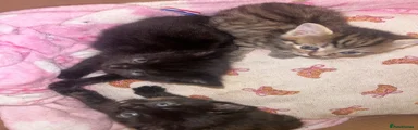 Mixed Breed 3 black