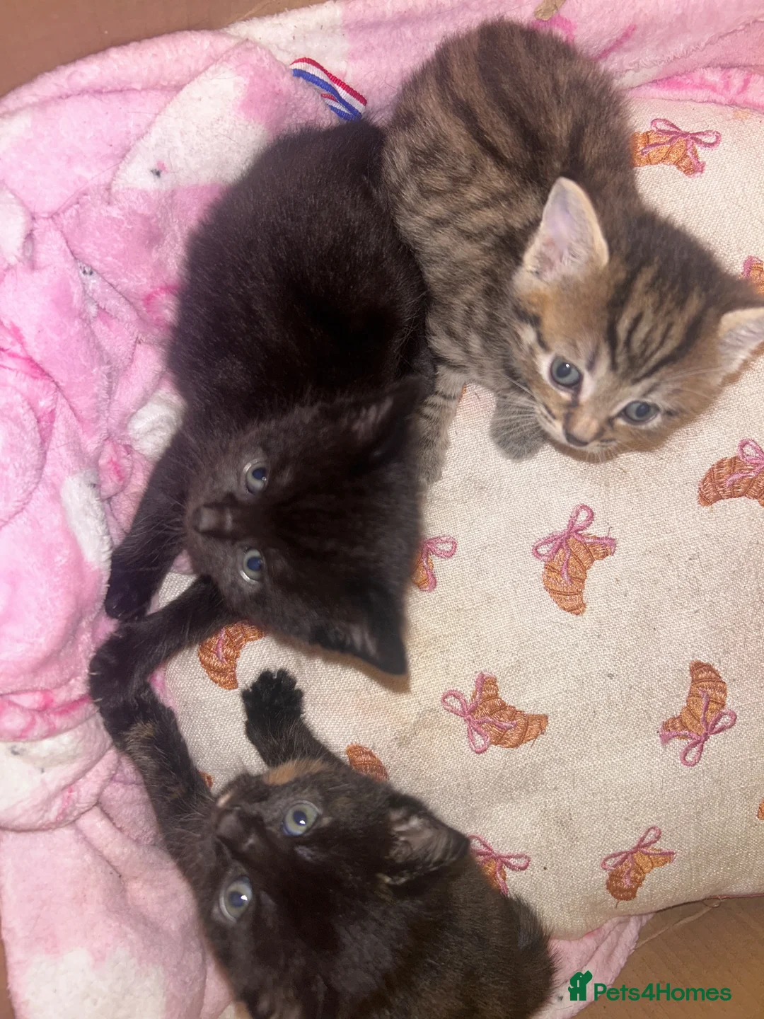 Mixed Breed cats for sale: Beautiful well loved family kittens  - Advert 12