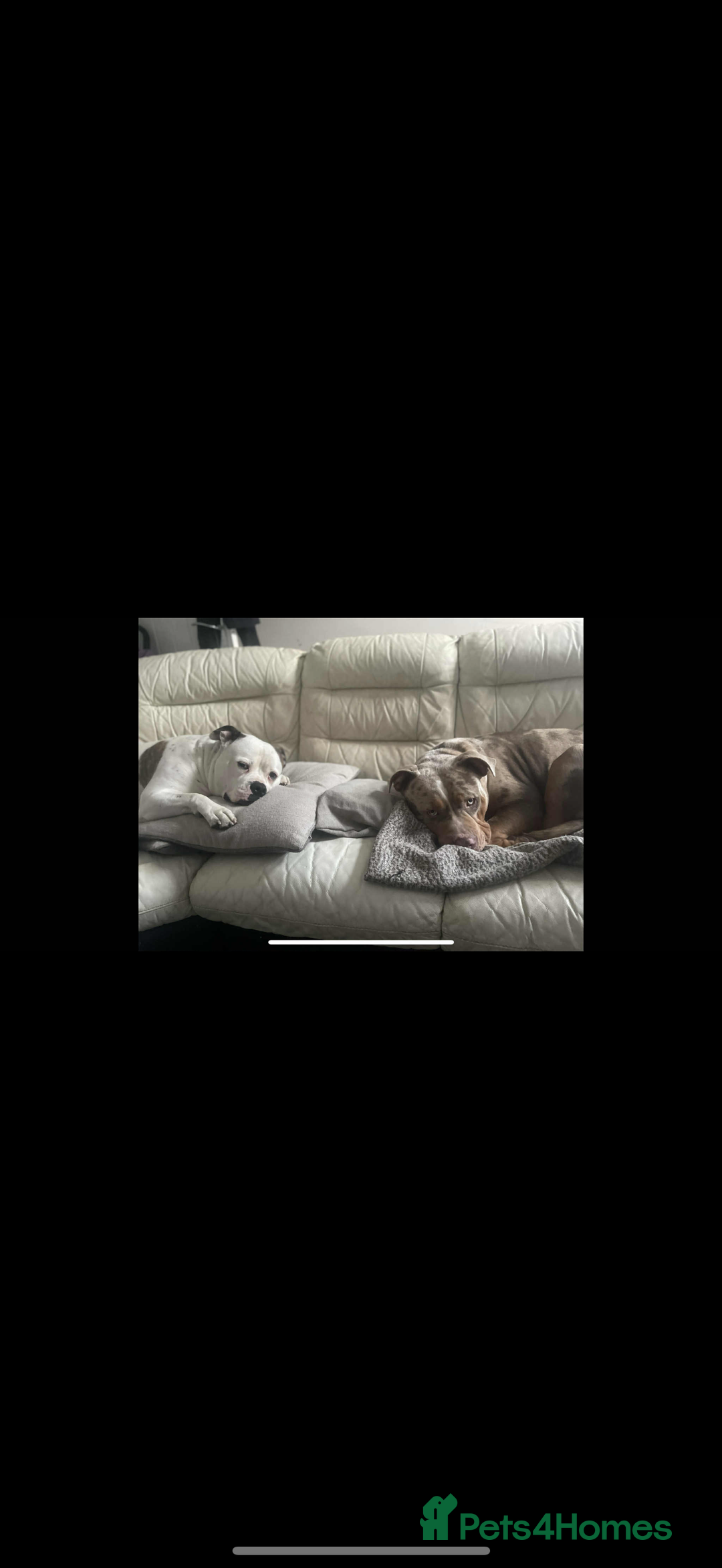 American Bulldog dogs for sale: American bulldog - Image 20