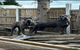 Cane Corso dogs for sale: Male Cane corso - Image 5