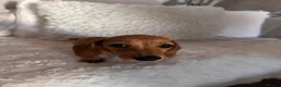 Miniature Dachshund dogs for sale: 9 Week Old Miniature Dachshund puppies in Southampton - Advert 10