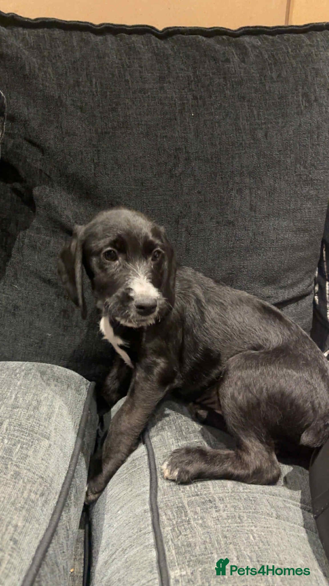 Bocker dogs for sale: Bocker (spainel x beagle) - Advert 7