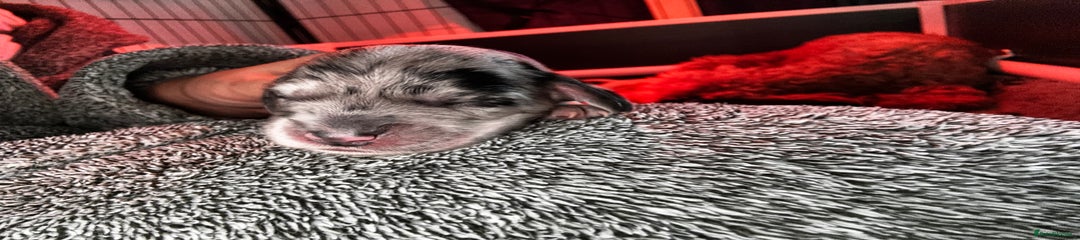 Tri colour Merle Female Puppy 2