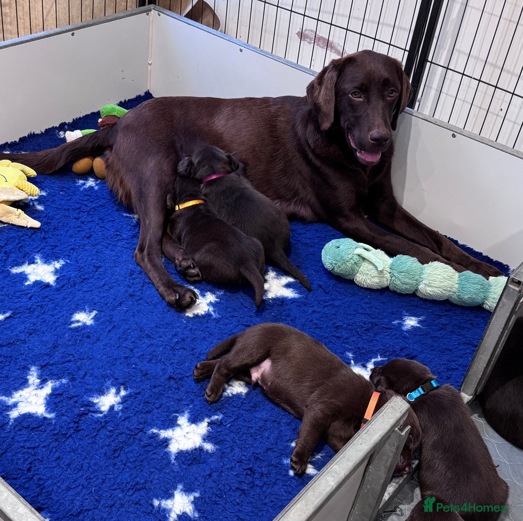 Labrador Retriever dogs for sale: Outstanding Quality Chocolate Labrador Puppies - Image 29