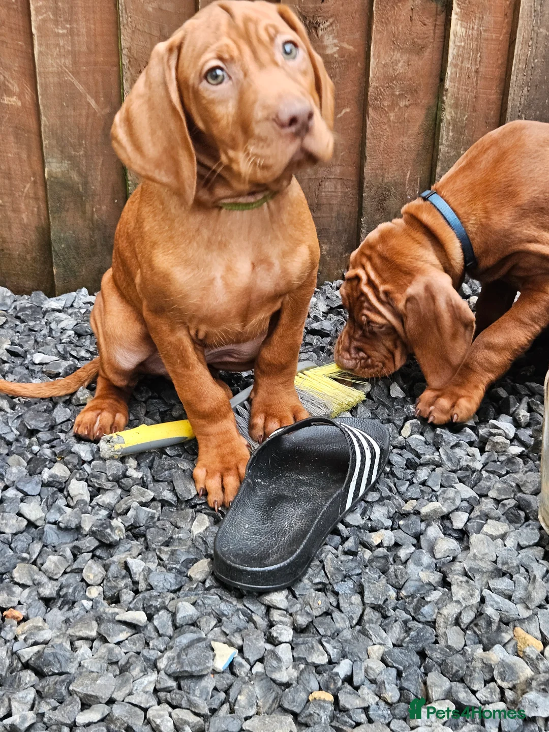 Hungarian Vizsla dogs for sale: 🏆🇭🇺 KC Registered fully trained HungarianVizsla - Advert 37