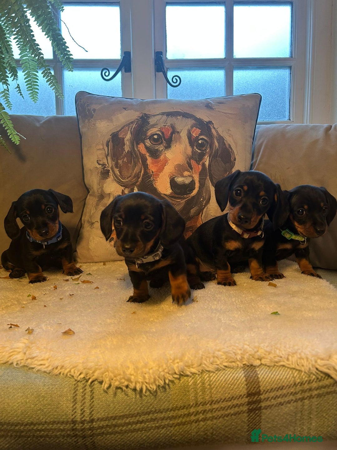 Miniature Dachshund dogs for sale: Beautiful Very Miniature Dachshunds - Advert 1