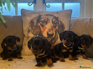 Miniature Dachshund dogs Beautiful Very Miniature Dachshunds - Advert 2