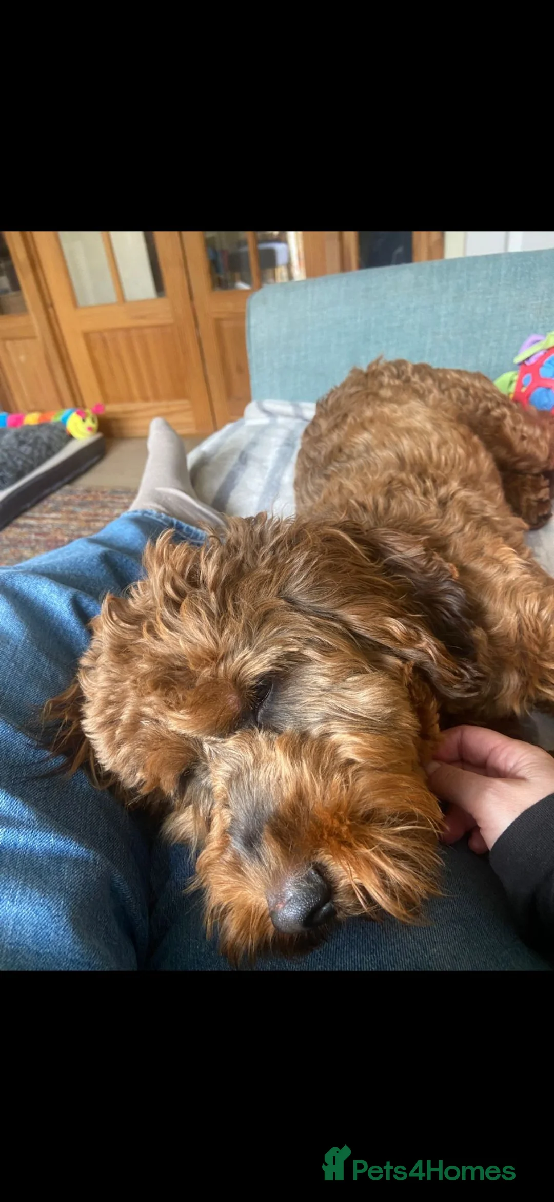 Cockapoo dogs for sale: Cockapoo (Male) - Advert 2