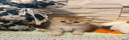British Shorthair cats for sale: BEAUTIFUL GOLDEN BSH KITTENS AVAILABLE TO RESERVE - Advert 19