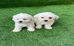 Poodle dogs for sale: Poodles pups for forever home - Image 29