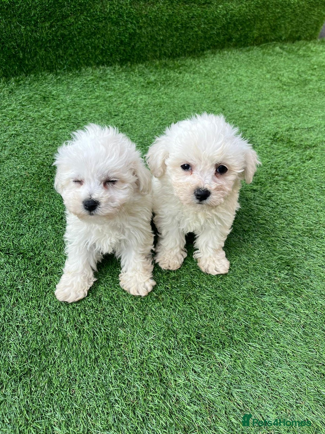 Poodle dogs for sale: Poodles pups for forever home - Image 29
