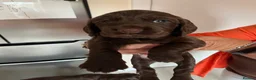 Cocker Spaniel dogs for sale: Cocker Spaniel puppies  in Cowdenbeath - Advert 2