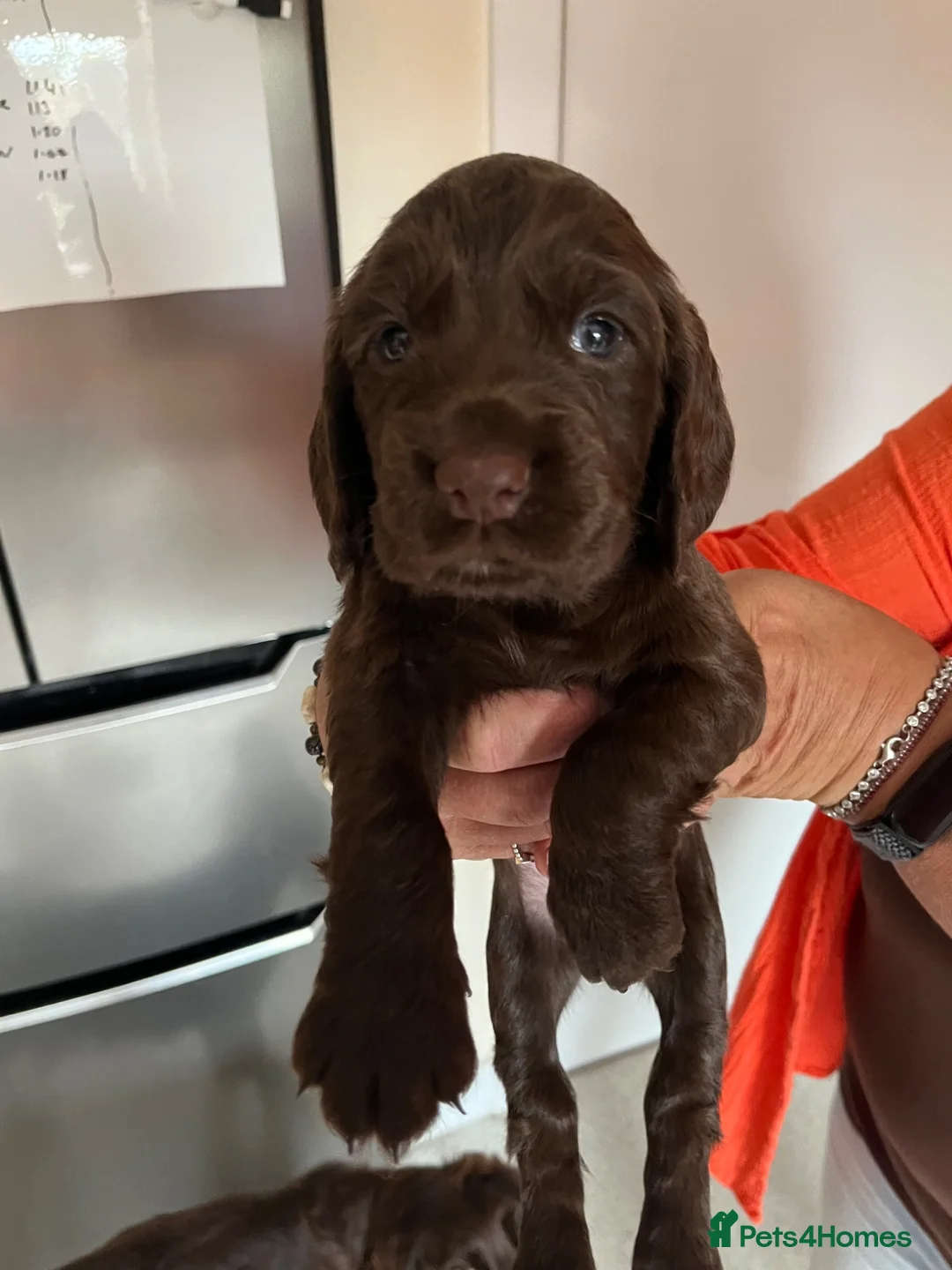 Cocker Spaniel dogs for sale: Cocker Spaniel puppies  in Cowdenbeath - Advert 2