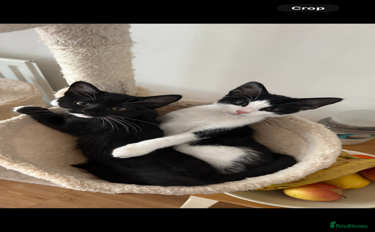 Bengal cats - Advert 13