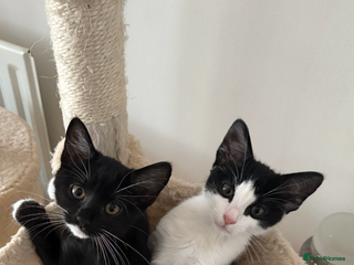 Bengal cats - Advert 2