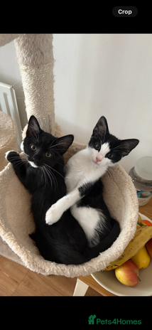 Bengal cats - Advert 1