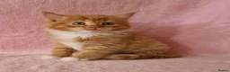 Mixed Breed cats for sale: Cute kittens  - Advert 5