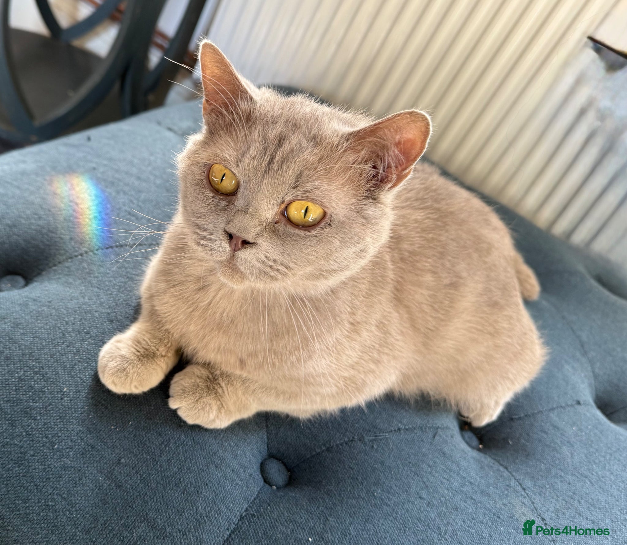 British Shorthair cats Adult - British Shorthair Lilac – - Advert 3