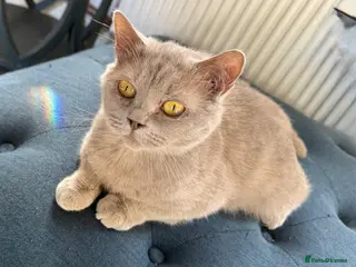 British Shorthair cats Adult - British Shorthair Lilac – - Advert 1