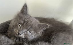 Mixed Breed cats for sale: 5 cute blue and blue&white long-haired kittens - Image 9