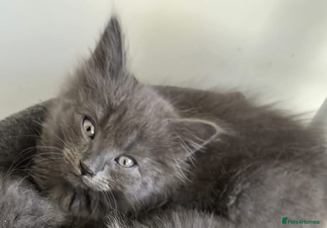 Mixed Breed cats for sale: 5 cute blue and blue&white long-haired kittens - Image 9