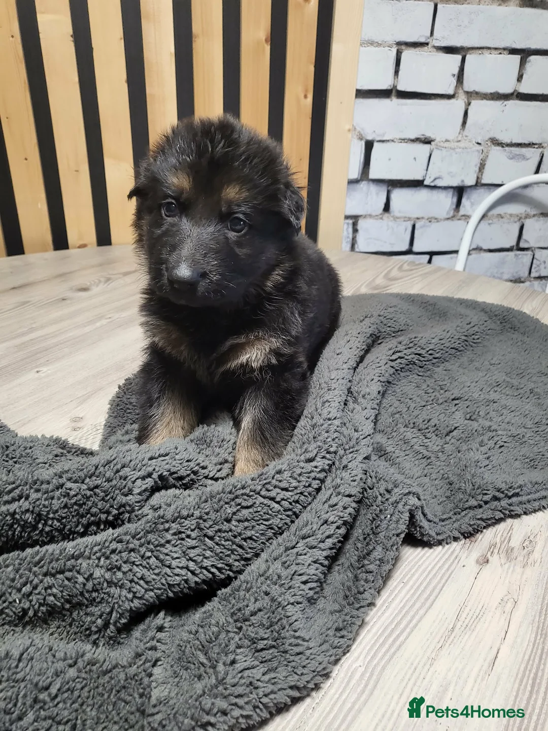 German Shepherd dogs for sale: German Shepherd/Alsatian puppies - Advert 34
