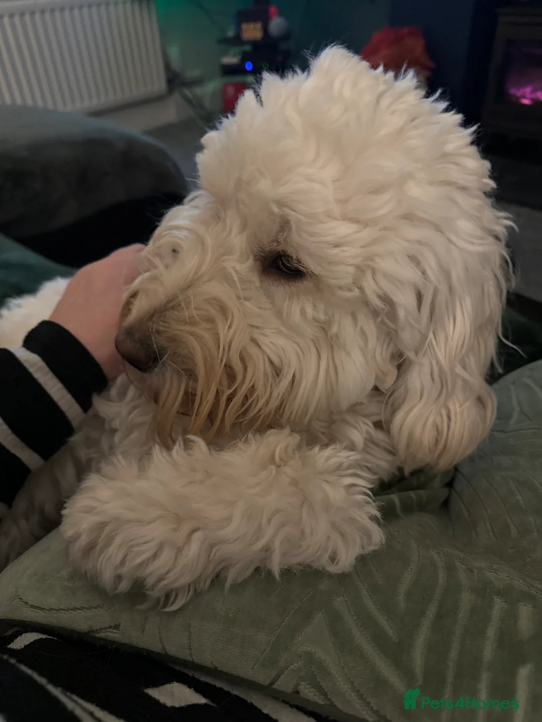 Labradoodle dogs for sale: Miniature F1b Labradoodle for rehoming  - Advert 12