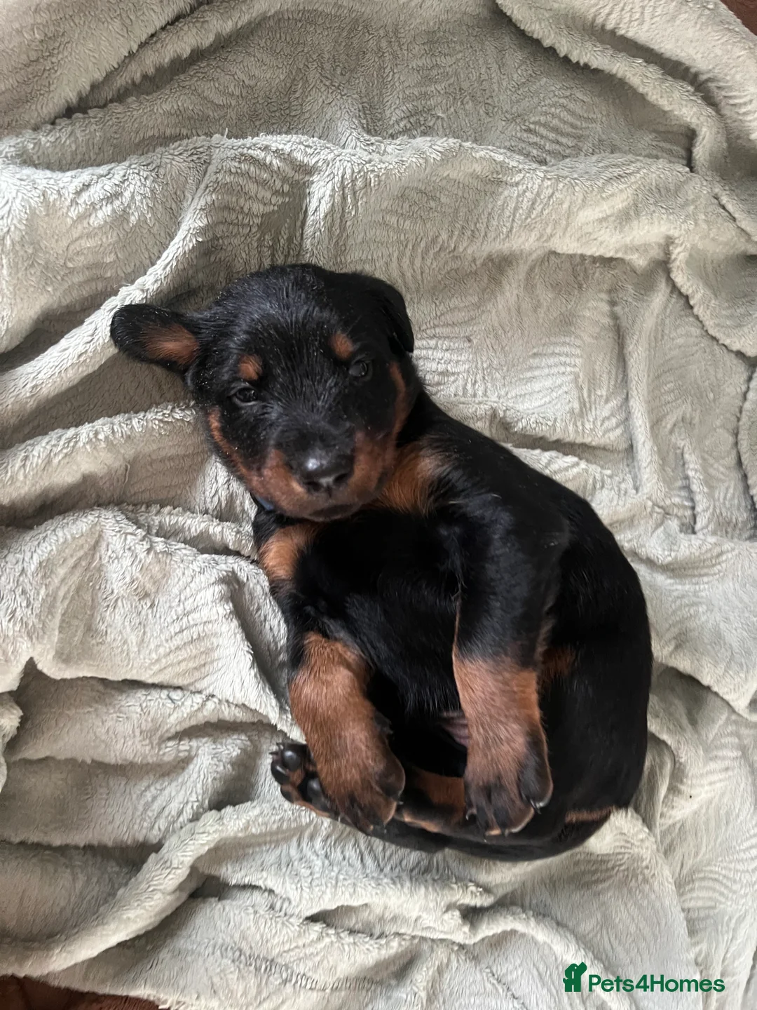 Mixed Breed dogs for sale: Adorable Doberman & Beauceron puppies for sale - Advert 34