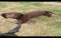Cocker Spaniel dogs for sale: Kc registered cocker spaniel puppies - Image 3