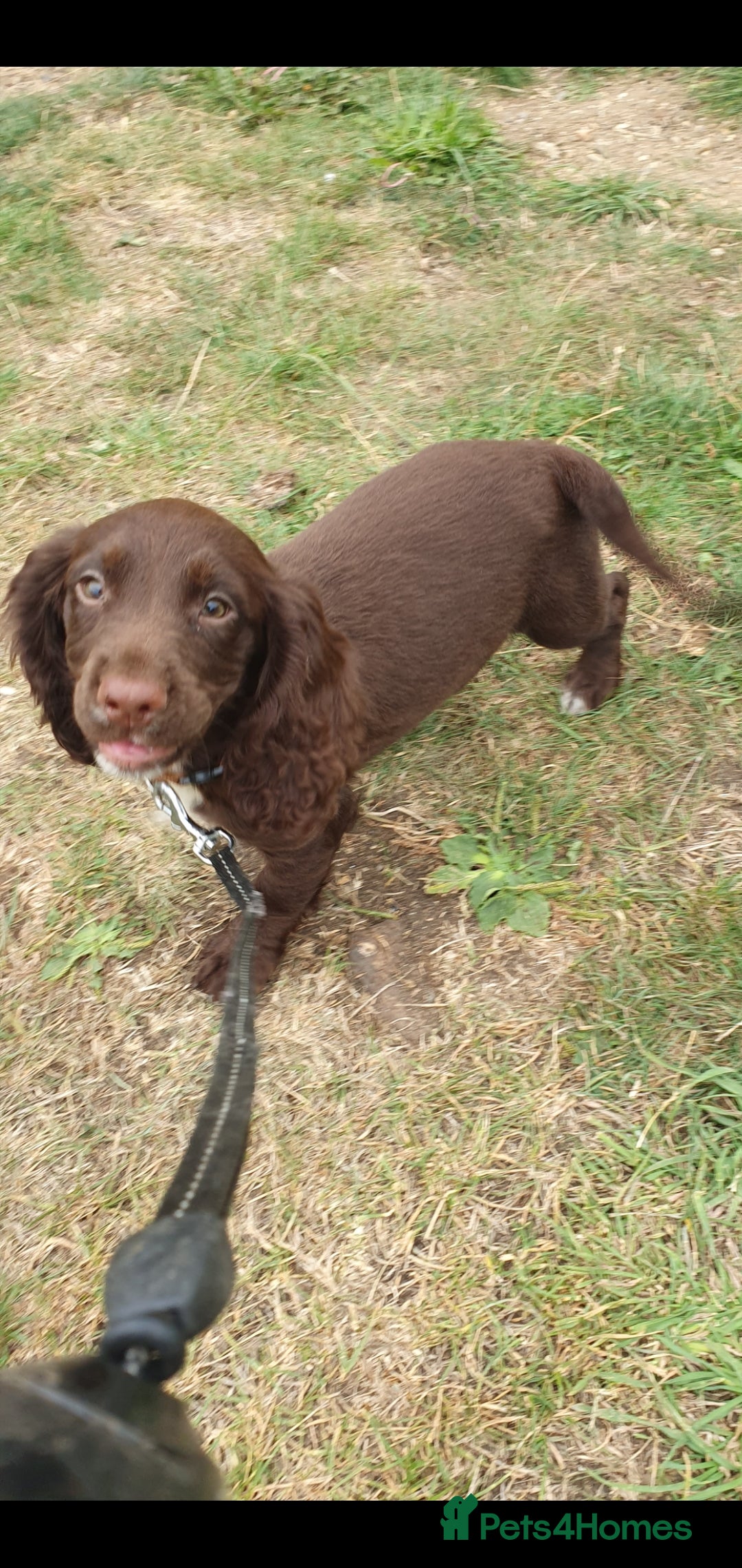 Cocker Spaniel dogs for sale: Kc registered cocker spaniel puppies - Image 3