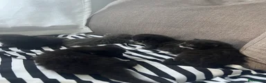 Black kitten with white collar male