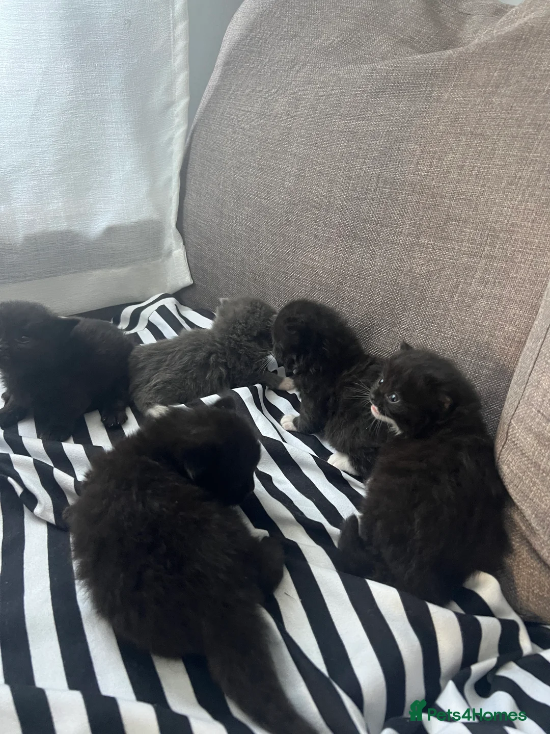 Mixed Breed cats for sale: Gorgeous black kittens - Advert 2