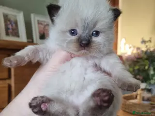 Ragdoll cats 🩵 Pure Breed Ragdoll Kittens 🩷 - Advert 15