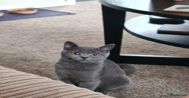 British Shorthair cats - Advert 9