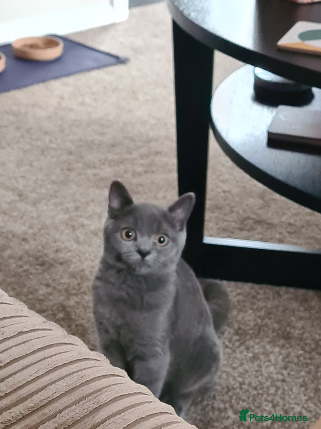 British Shorthair cats for sale: Adorable  british short hair male kitten - Image 2