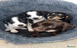 Mixed Breed dogs for sale: Cocker jacks. 2 boys 2 girls! - Image 1