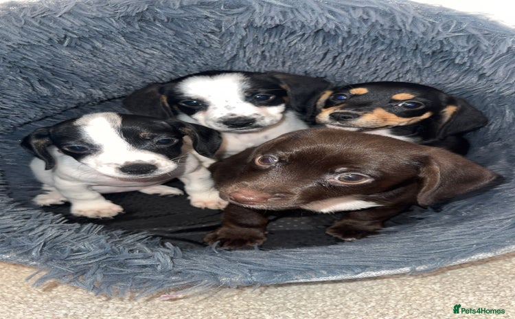 Mixed Breed dogs - Advert 4