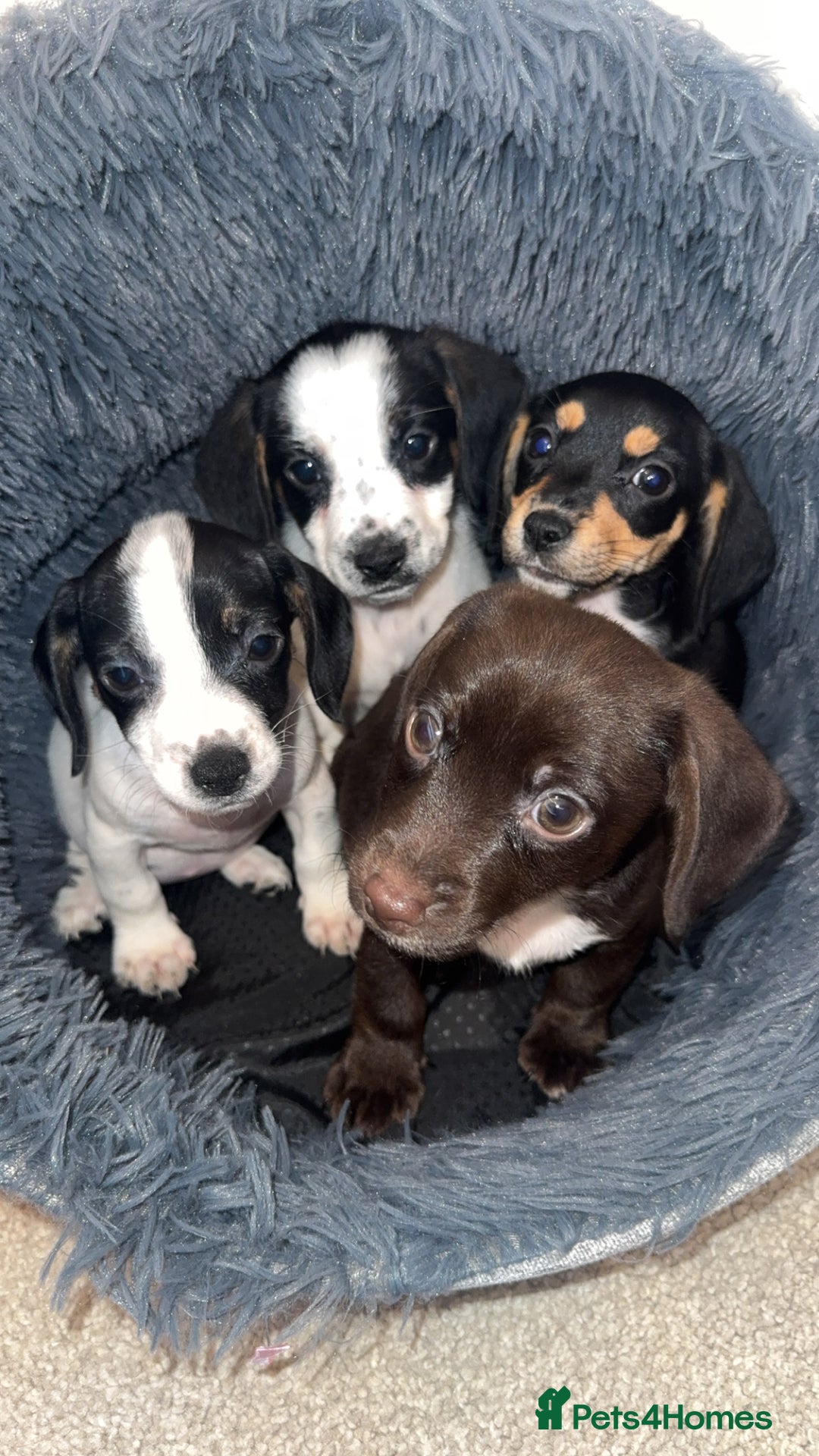 Mixed Breed dogs for sale: Cocker jacks. 2 boys 2 girls! - Image 1