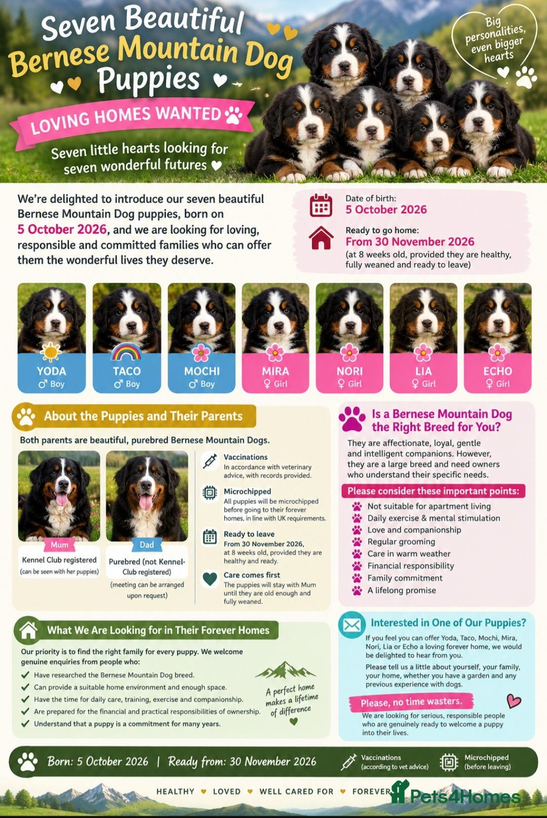 Bernese Mountain Dog dogs 🐾 Seven Beautiful Bernese Mountain Dog Puppies. - Advert 2