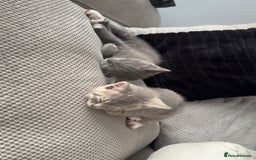 Mixed Breed cats for sale: Grey kittens  - Image 10