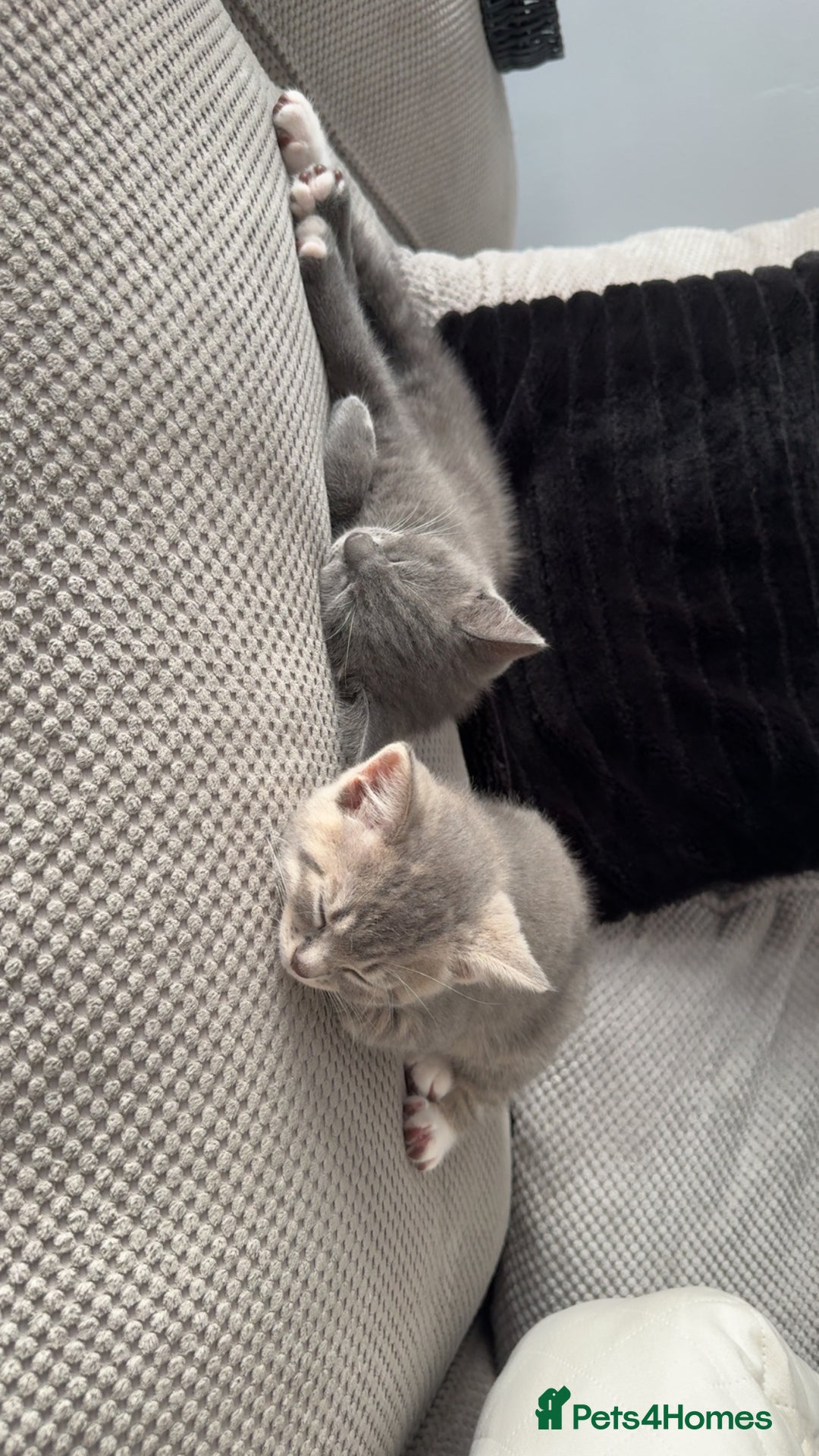 Mixed Breed cats for sale: Grey kittens  - Image 10