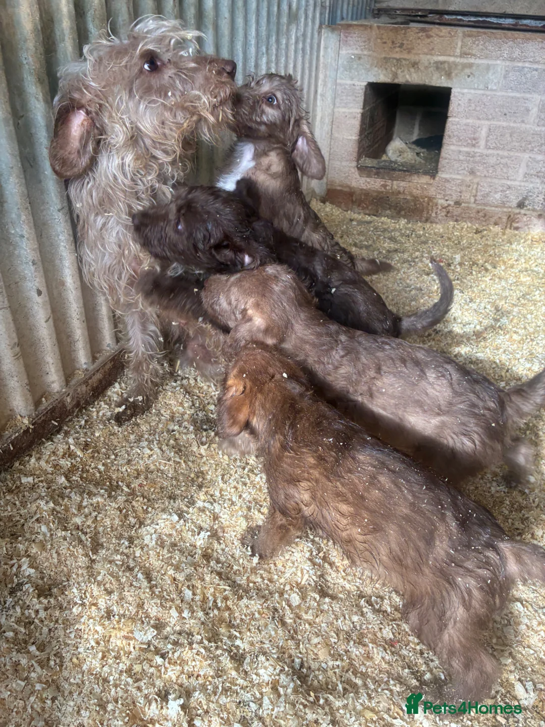 Bedlington Terrier dogs for sale: Bedlington terriers - Advert 1