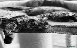 Siberian cats for sale: Exceptional Siberian Kittens - Waiting List Open - Image 4