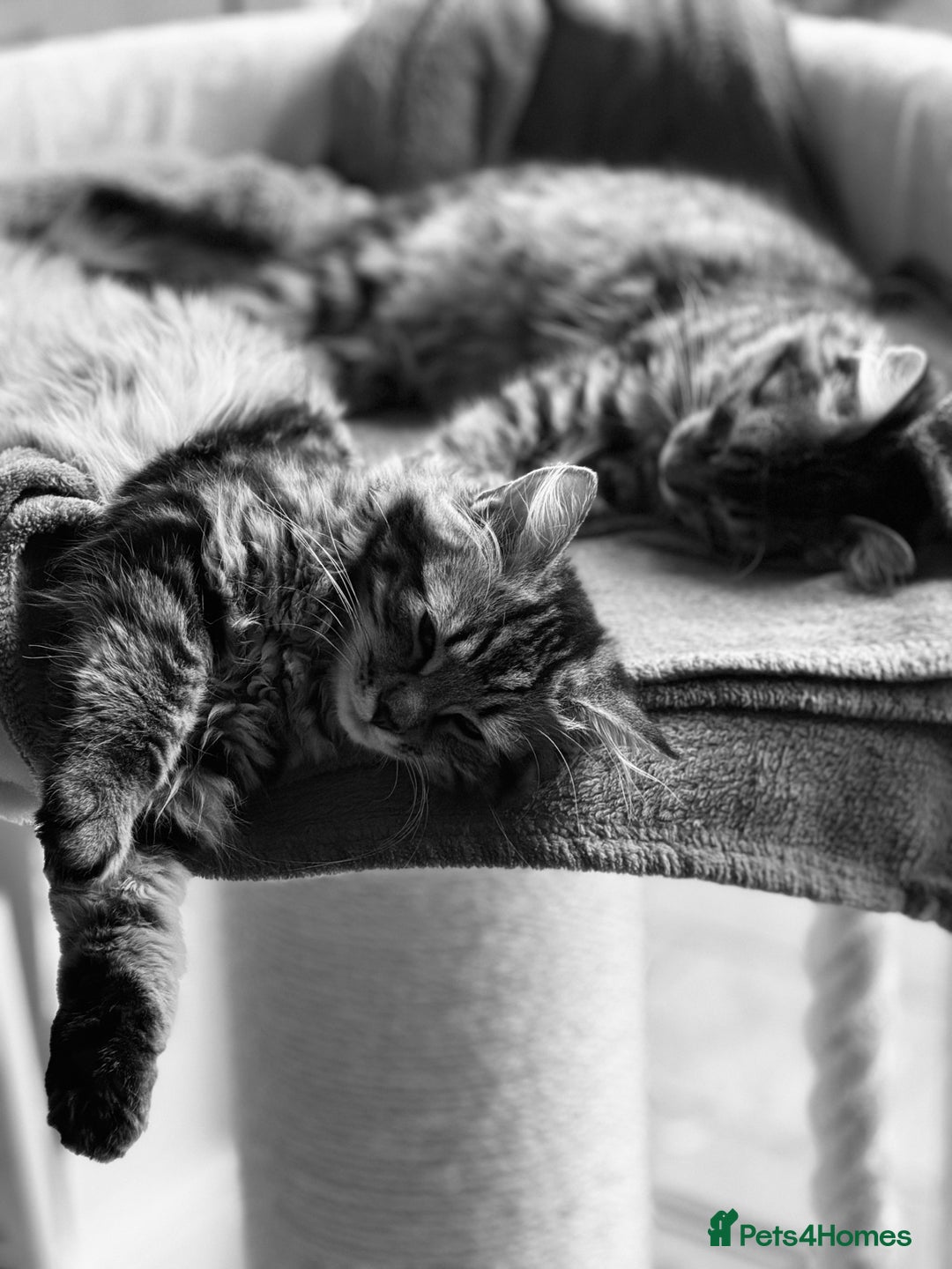 Siberian cats for sale: Exceptional Siberian Kittens - Waiting List Open - Image 4