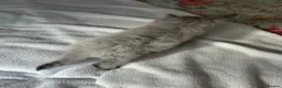Mixed Breed cats for sale: Beautiful Fluffy Kittens – BritishLonghair&Ragdoll in Penicuik - Advert 7