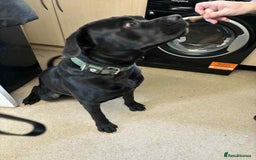 Mixed Breed dogs for sale:  cane corso cross rottweiler 1yr old  - Image 5