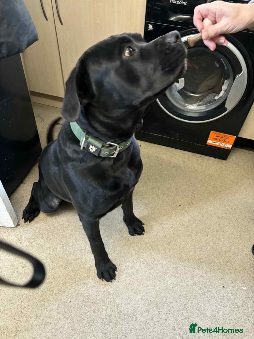 Mixed Breed dogs for sale:  cane corso cross rottweiler 1yr old  - Image 5