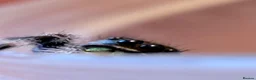 Spiders invertebrates for sale: P.regius Jumping spiders price includes P&P - Advert 13